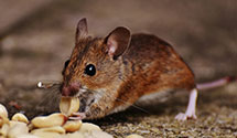 24 Hour & Emergency Exterminators in Foster, OK